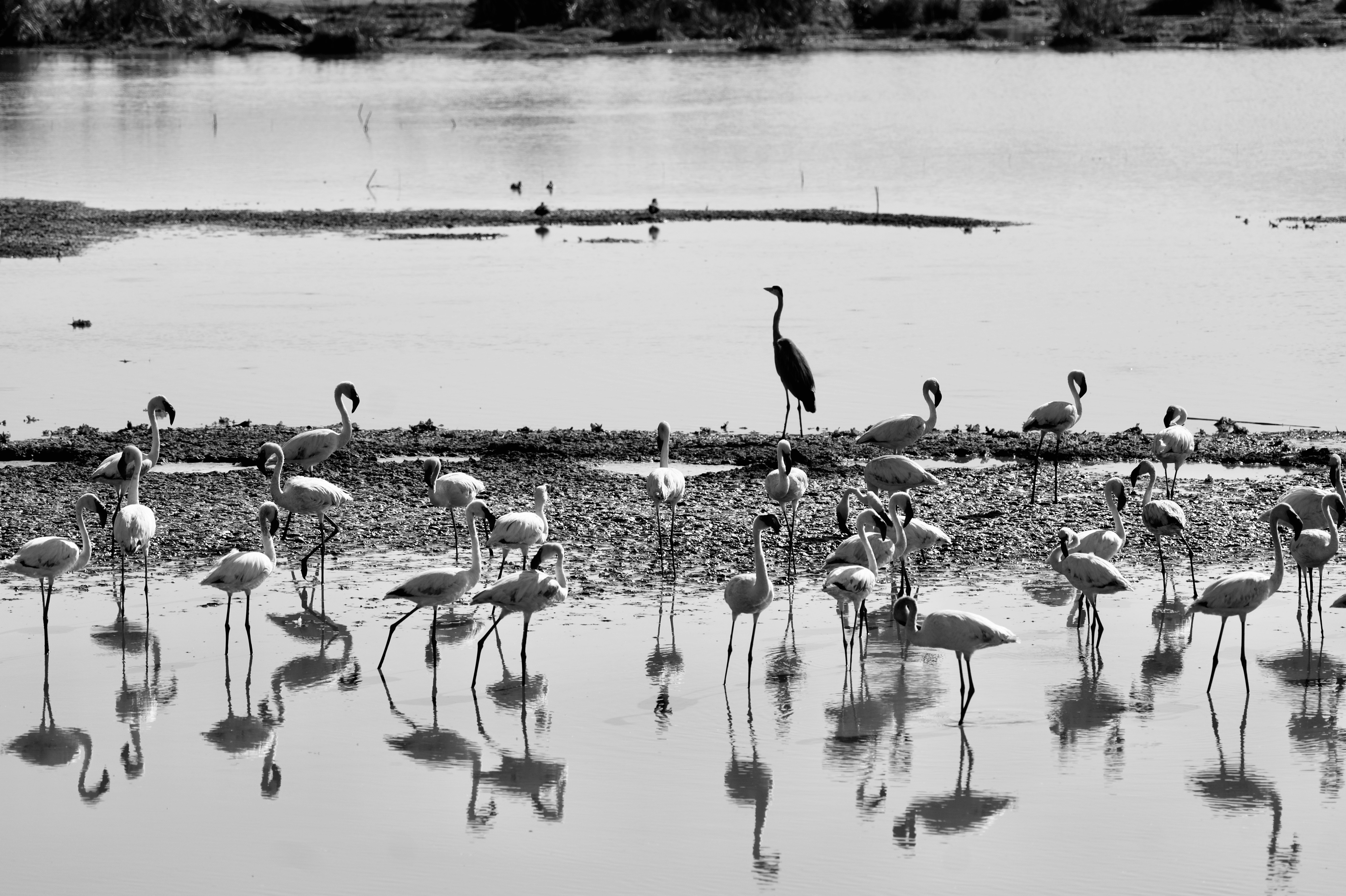 flamingos on body of water